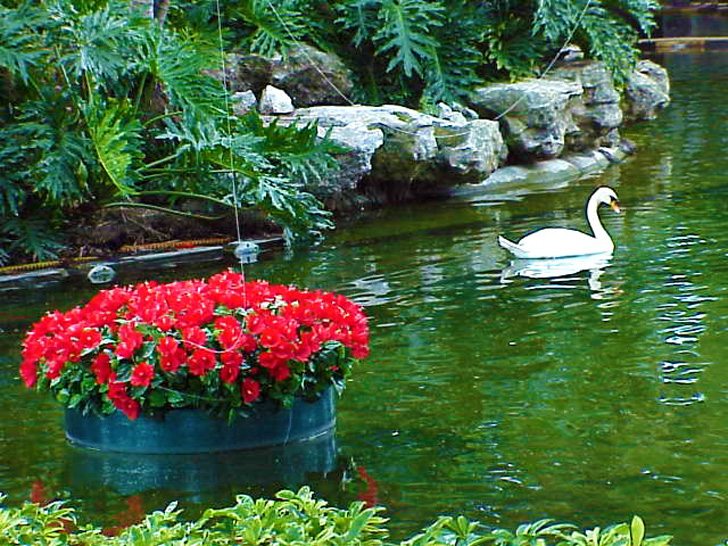 Hospitality Pond Busch Gardens Tampa