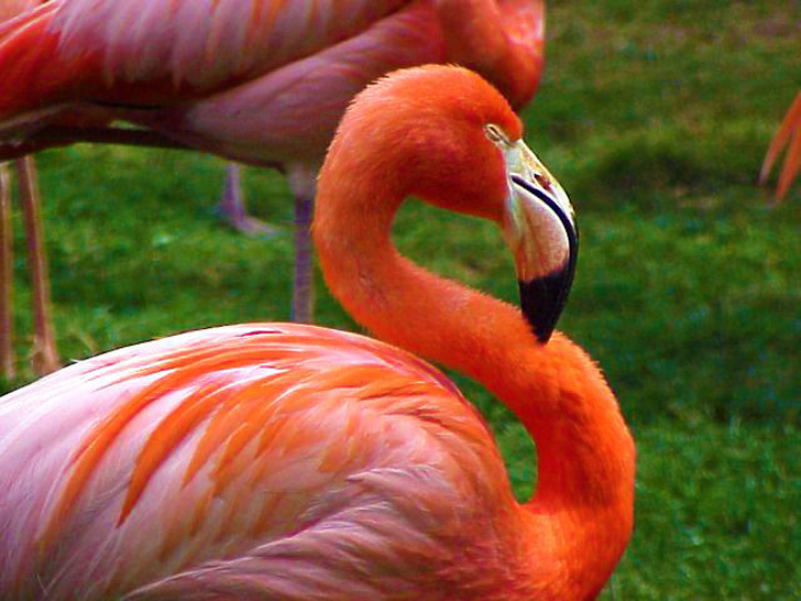 Flamingos Busch Gardens Tampa
