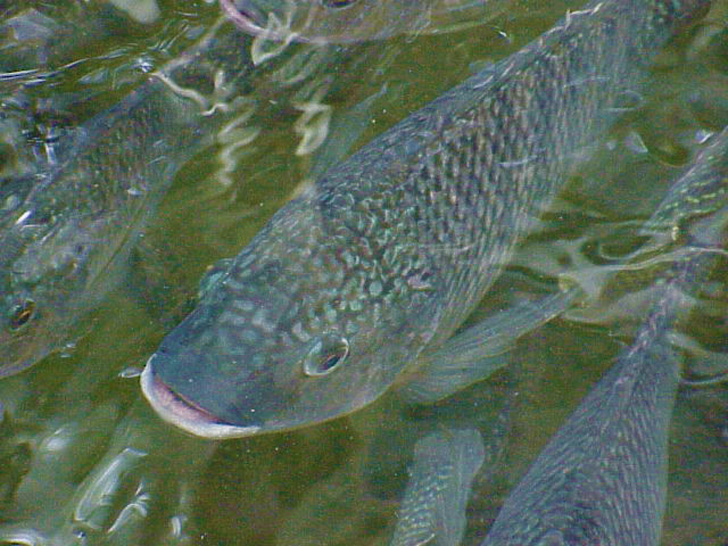 Fish in Mangroves St. Petersburg Florida