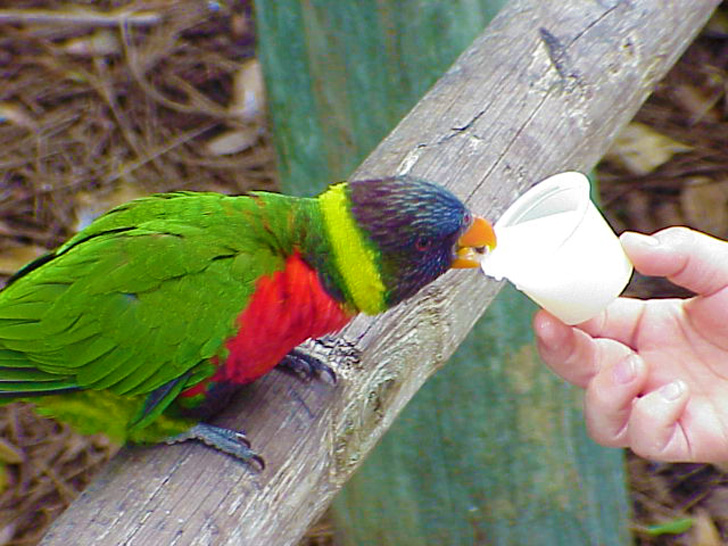 Bird Exhibit Busch Gardens Tampa
