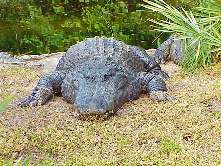 Ugly Florida Gator Busch Gardens Tampa