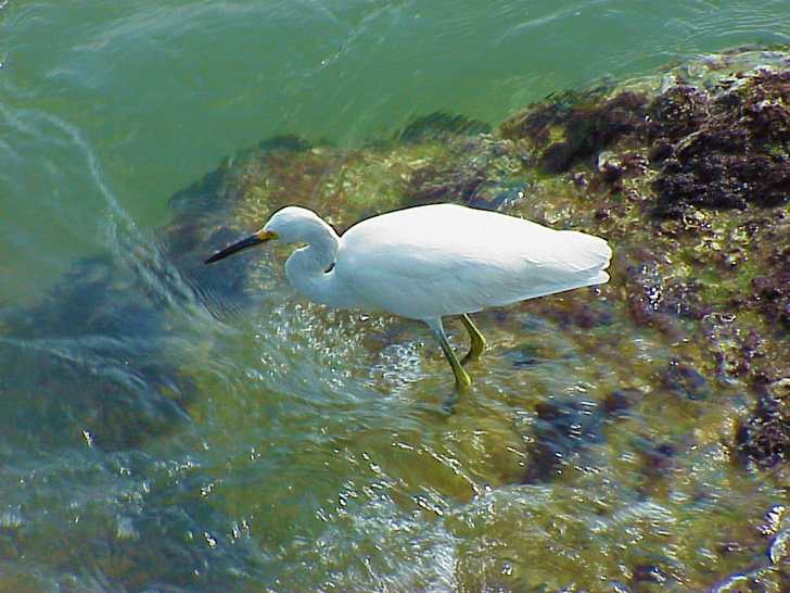 Egret Fishing in Boca Ciega Bay St. Petersburg Florida