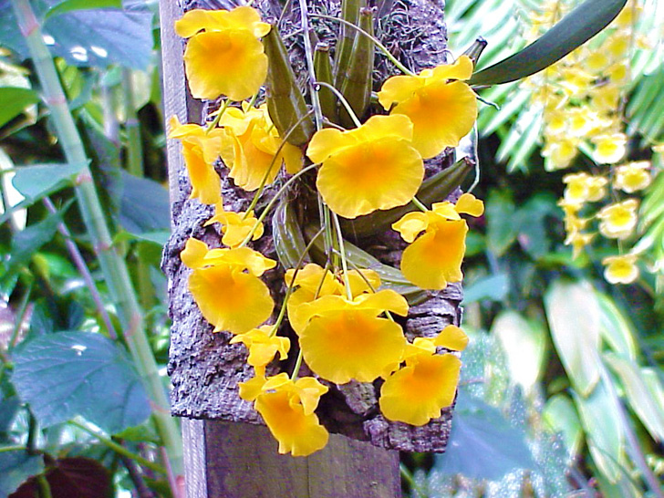 Conservatory Orchids Selby Gardens Sarasota Florida