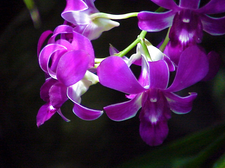 Orchid Garden Busch Gardens Tampa