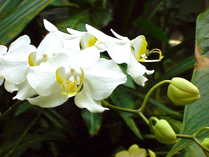 Conservatory Orchids Selby Gardens Sarasota Florida