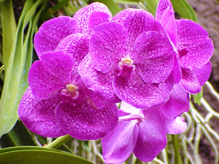 Orchid Garden Busch Gardens Tampa