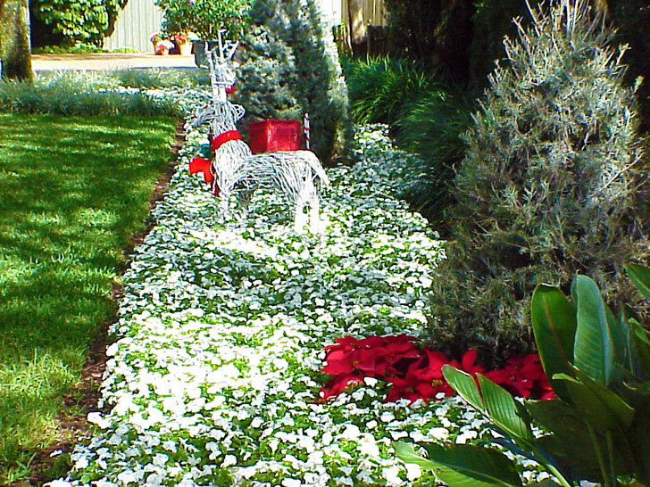 Christmas Flowers Busch Gardens Tampa