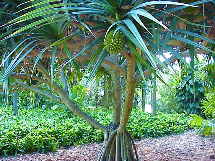 Unusual Tree Selby Gardens Sarasota Florida 