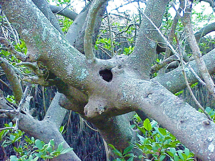 Unusual Critter Tree House Selby Gardens Sarasota Florida
