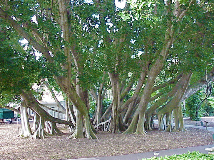 Banyan Grove Selby Gardens Sarasota Florida