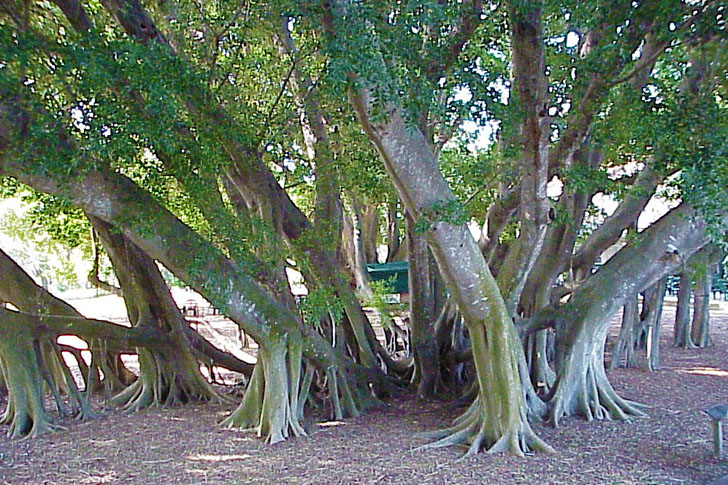 Banyan Grove Selby Gardens Sarasota Florida